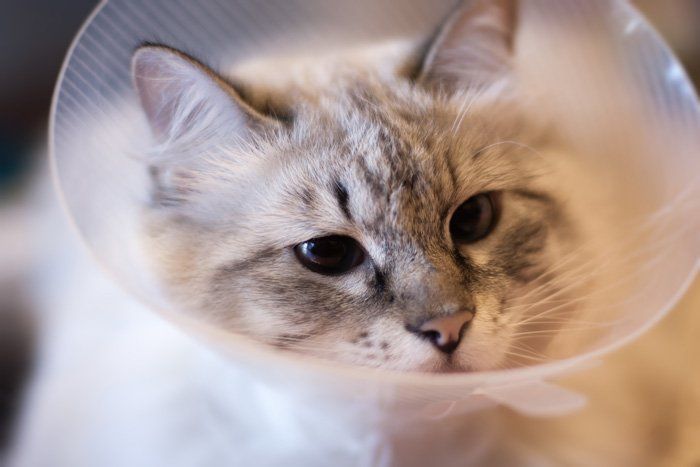 Cute Cat — East Bend, NC — Grandview Animal Hospital Cute Cat — East Bend, NC — Grandview Animal Hospital