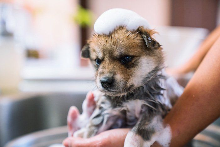 Puppy Having a Bath — East Bend, NC — Grandview Animal Hospital Puppy Having a Bath — East Bend, NC — Grandview Animal Hospital