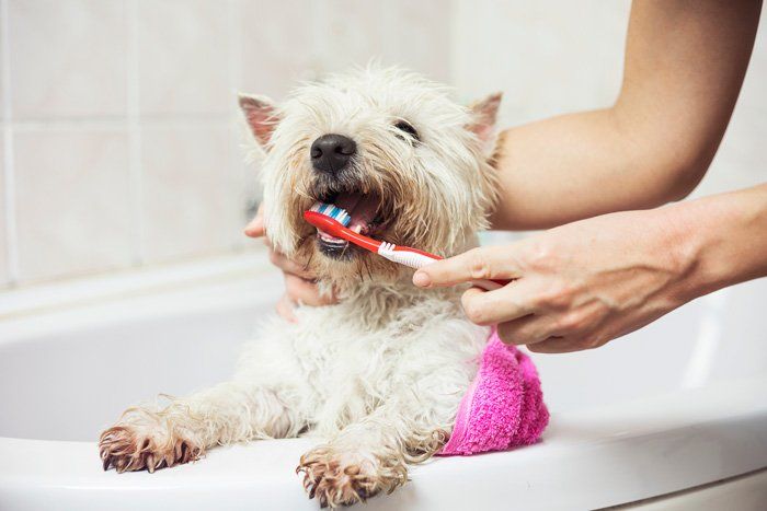 Dog Having a Toothbrush — East Bend, NC — Grandview Animal Hospital Dog Having a Toothbrush — East Bend, NC — Grandview Animal Hospital