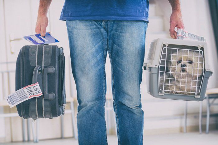 Dog in Travelling Cage — East Bend, NC — Grandview Animal Hospital Dog in Travelling Cage — East Bend, NC — Grandview Animal Hospital