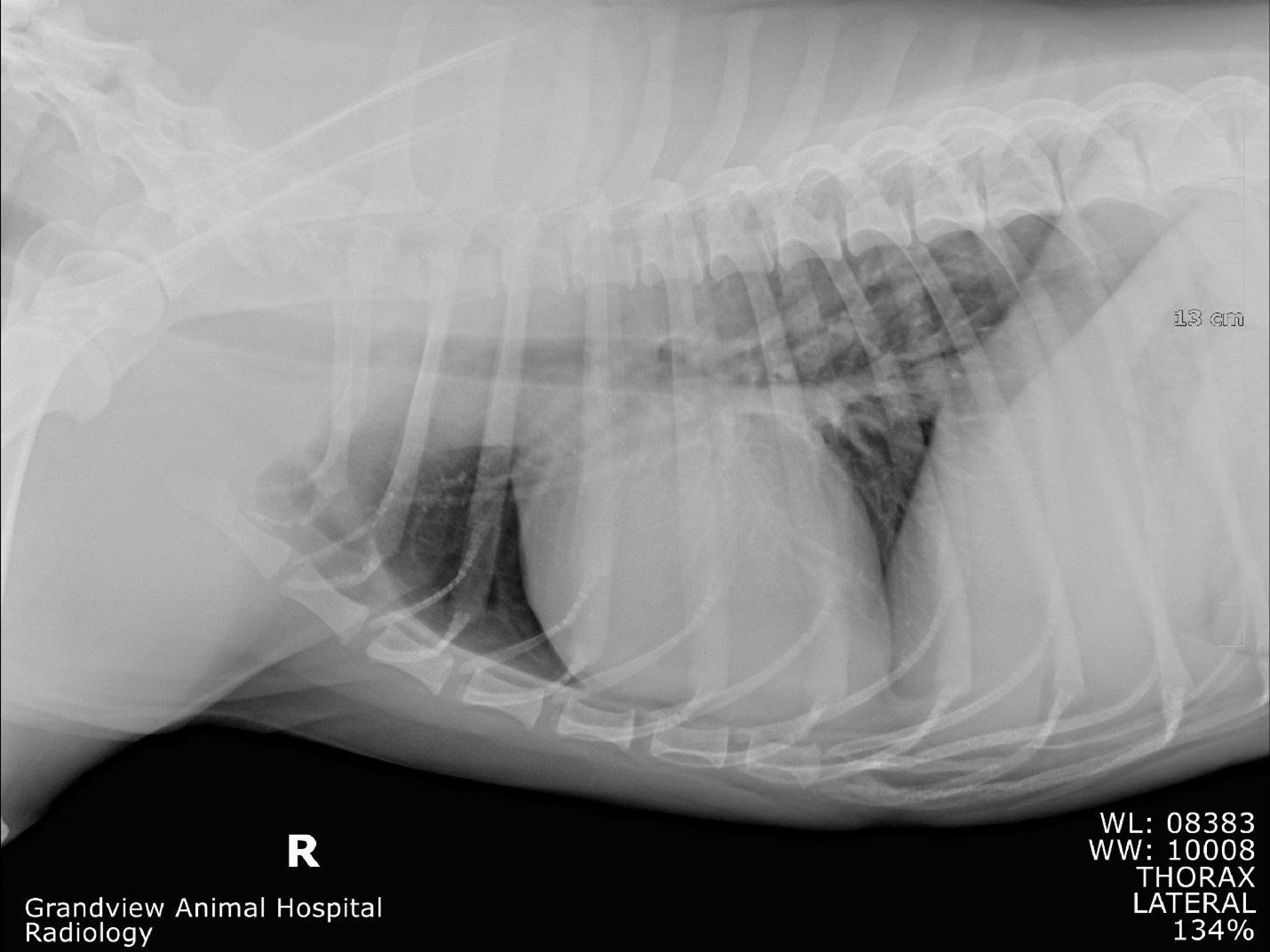 Animal Digital Radiology — East Bend, NC — Grandview Animal Hospital Animal Digital Radiology — East Bend, NC — Grandview Animal Hospital