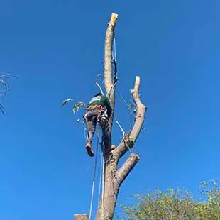 Arborist in a tall tree, using ropes and climbing equipment, against a bright blue sky.