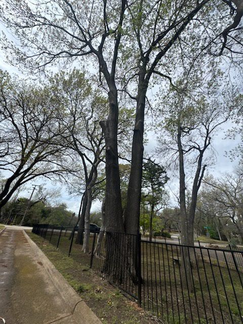 A fence surrounds a park with trees and a sidewalk.