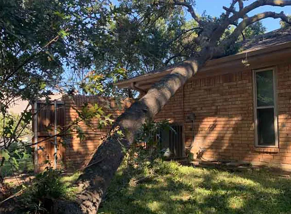 A man is climbing a tree in a backyard.