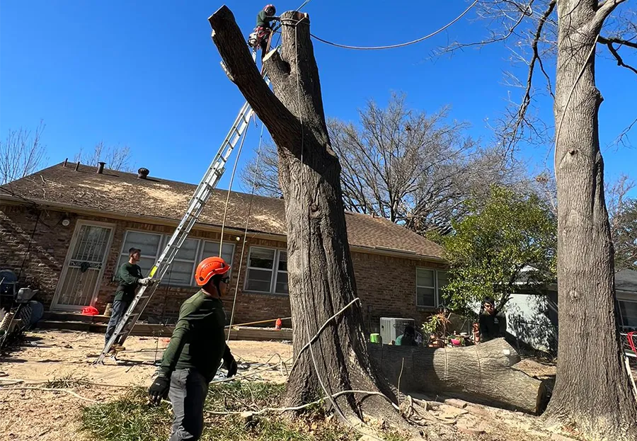 A man is standing in front of a house looking at a tree being cut down.