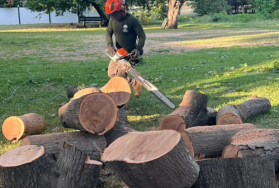 A man is cutting a tree with a chainsaw in a park.