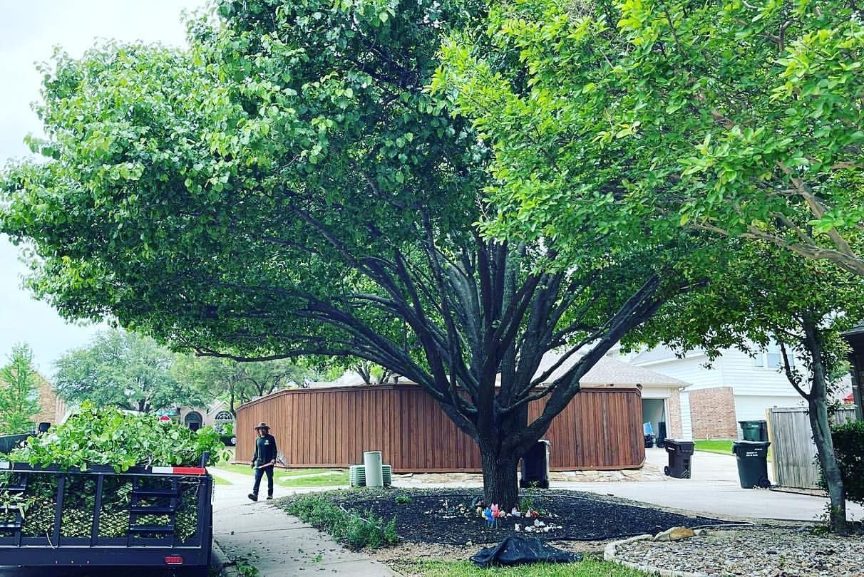 A man is standing under a large tree in front of a house.