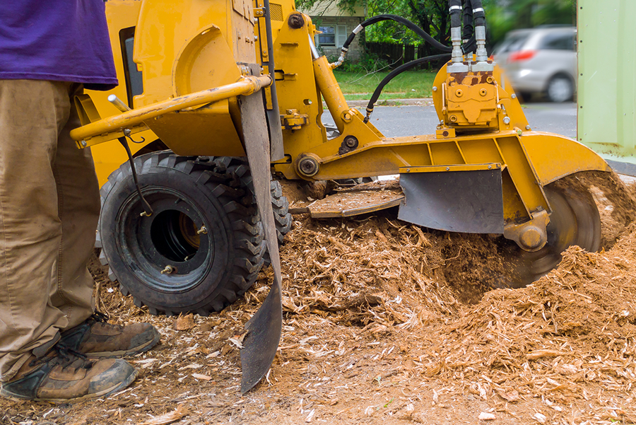 A man is using a stump grinder to remove a tree stump.