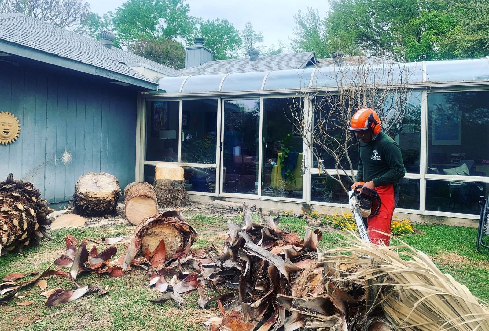 A man is cutting a tree with a chainsaw in front of a house.