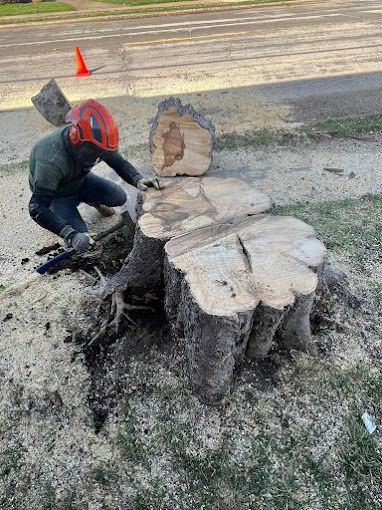 A man is kneeling down next to a large tree stump.