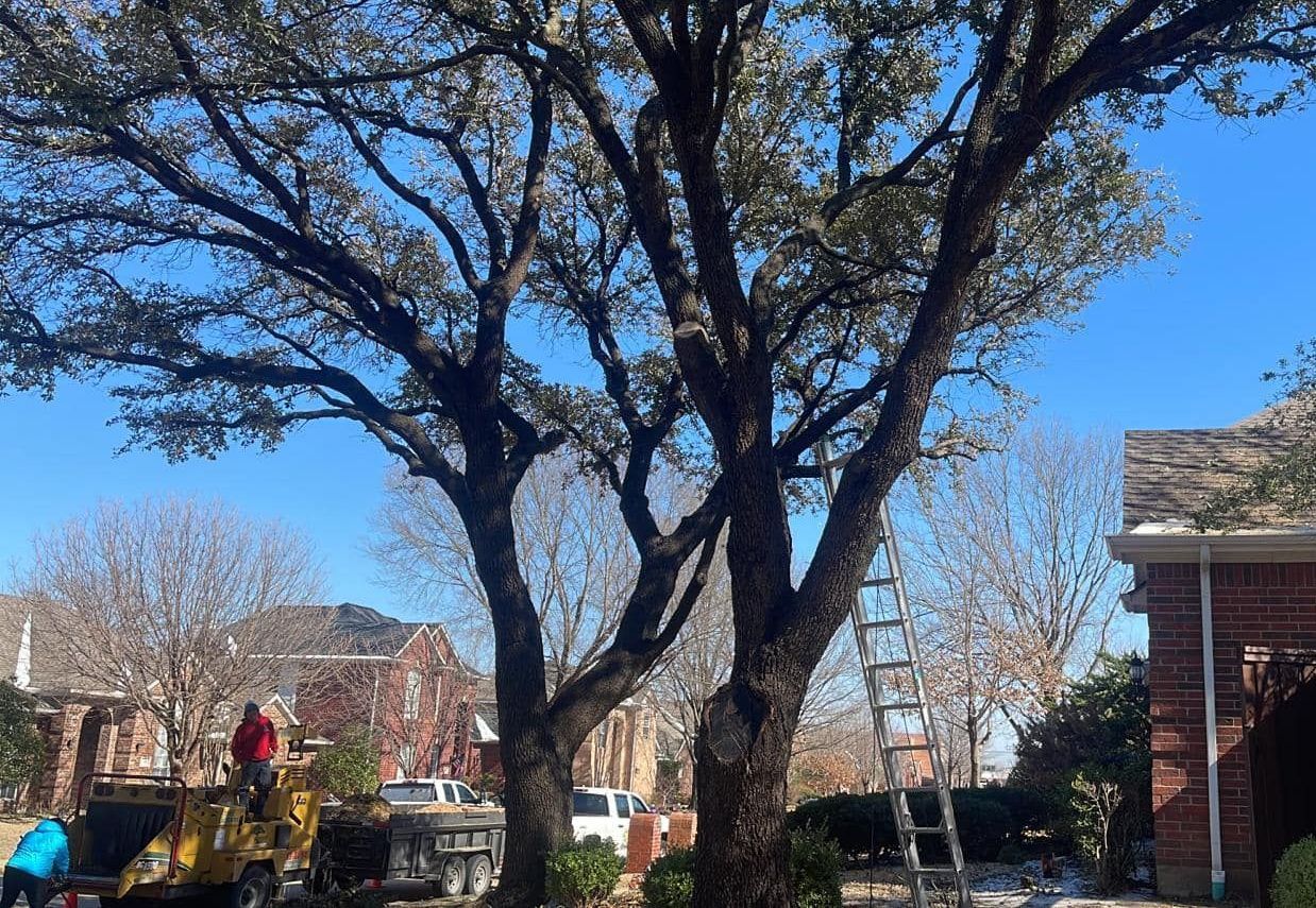 A group of people are working on a tree in front of a house.