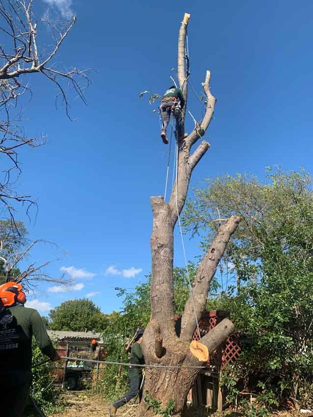 A man is climbing a tree with a chainsaw.