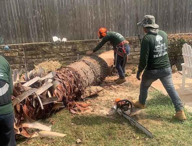 A group of men are cutting down a tree in a backyard.