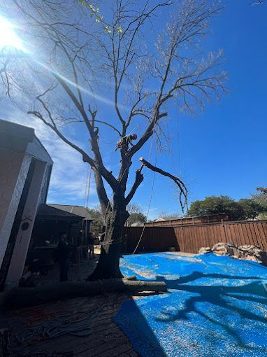 A man is climbing a tree in a backyard next to a pool.