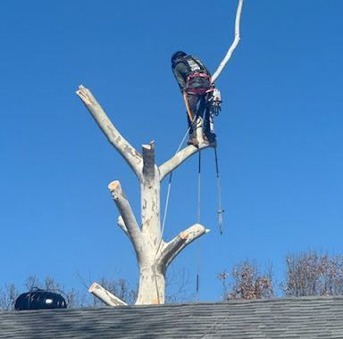 Arborist on a partially cut tree, secured with ropes, against a clear blue sky.