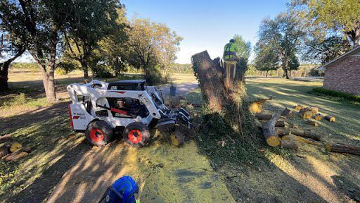 Bobcat removing a tree stump in a grassy yard. Logs and debris are scattered. Sunlight.