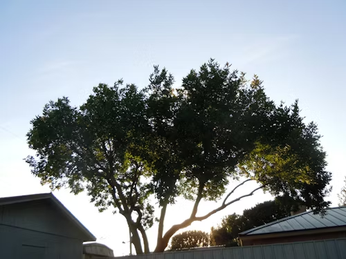 Large leafy tree silhouetted against the sky between two rooftops at sunset