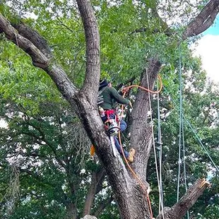 Tree climber in safety gear working among large branches with ropes and harnesses