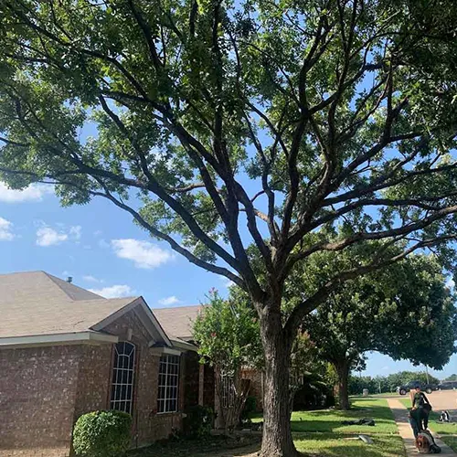 A large tree is in front of a brick house.