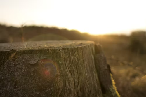 A close up of a tree stump in a field at sunset.
