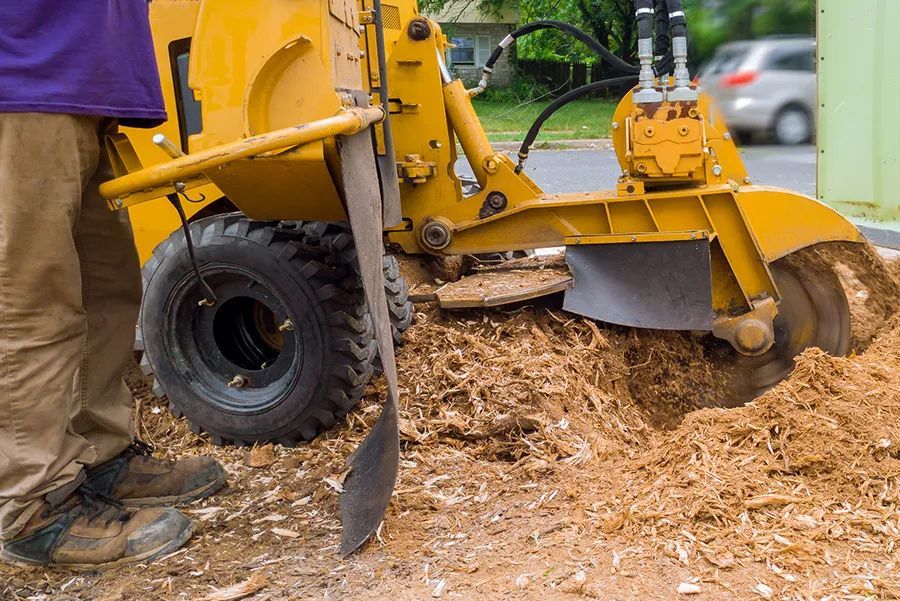 Yellow stump grinder in use, wood chips flying, person standing nearby.
