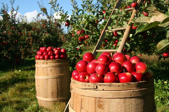 Two wooden barrels filled with red apples in an orchard