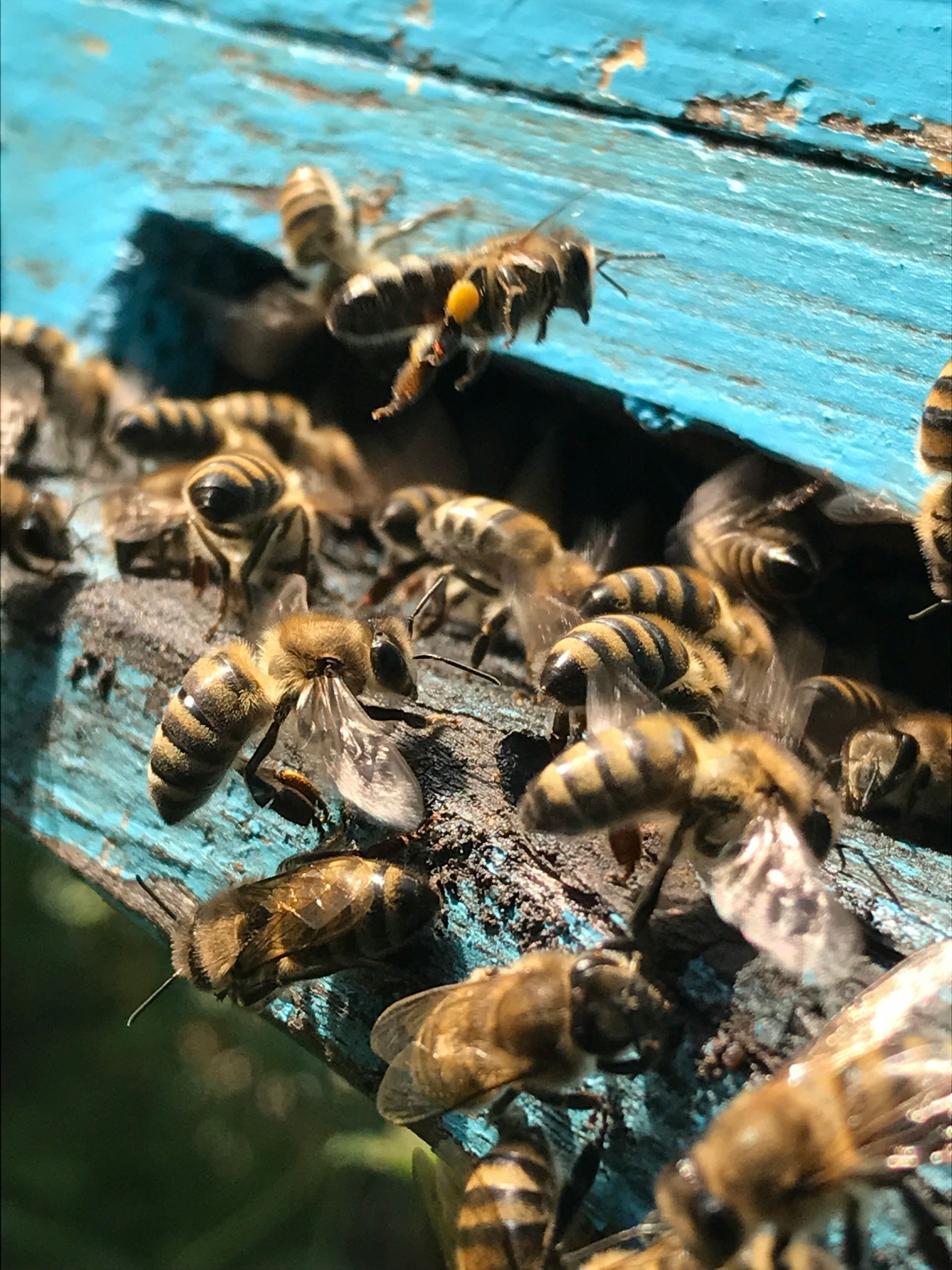 huge number of bees at entrance and landing pad to blue hive box