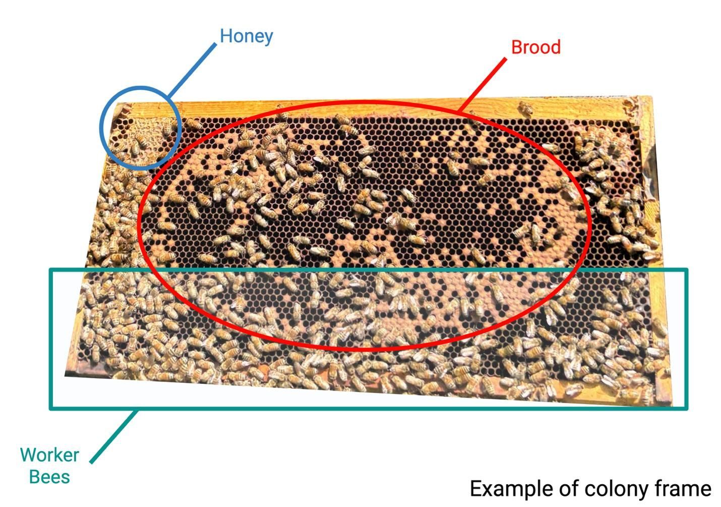 bee frame with brood