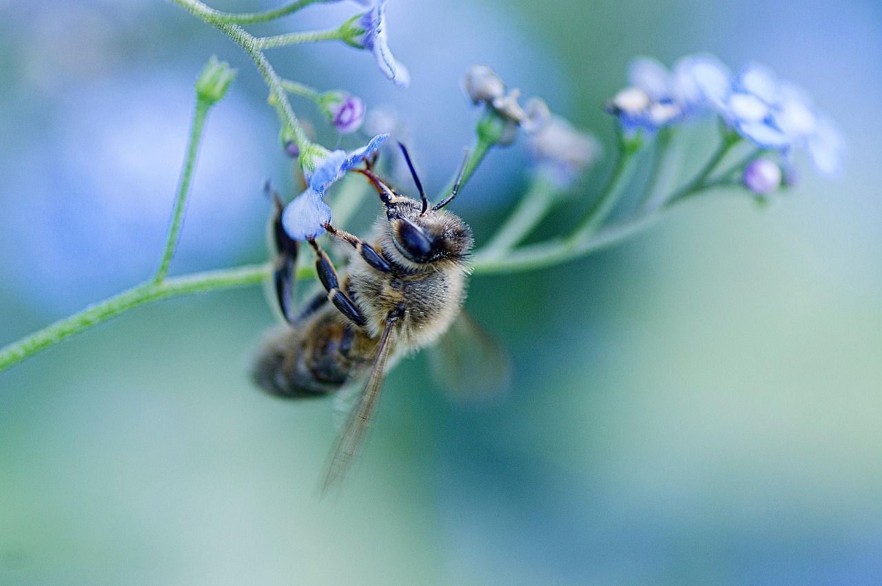 a honey bee with 'tongue' out lapping nectar from purple flowers