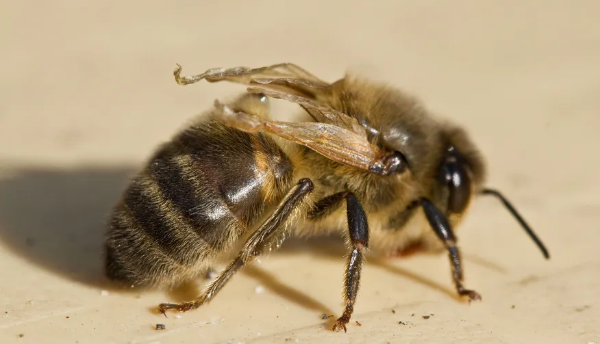 bee with deformed wing virus affecting wings