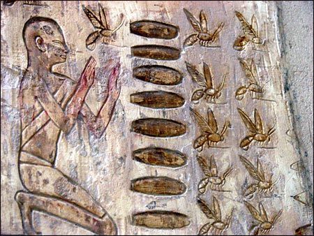 An ancient Egyptian glif of a man kneeling in front of a group of bees.
