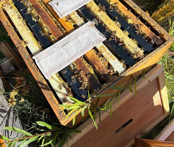 image of beekeeper treating hive with varroa mites