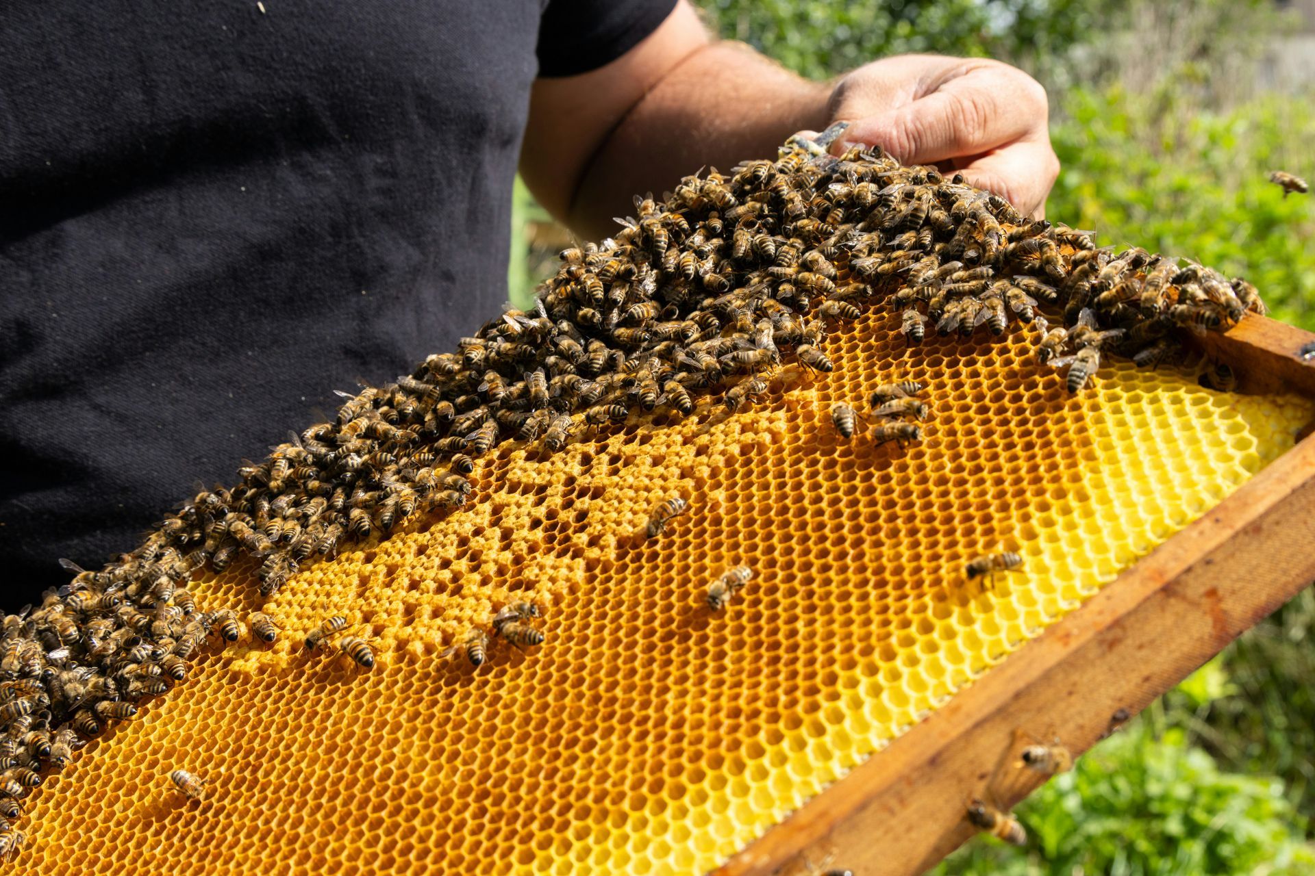 A man is holding a honeycomb with bees on it.