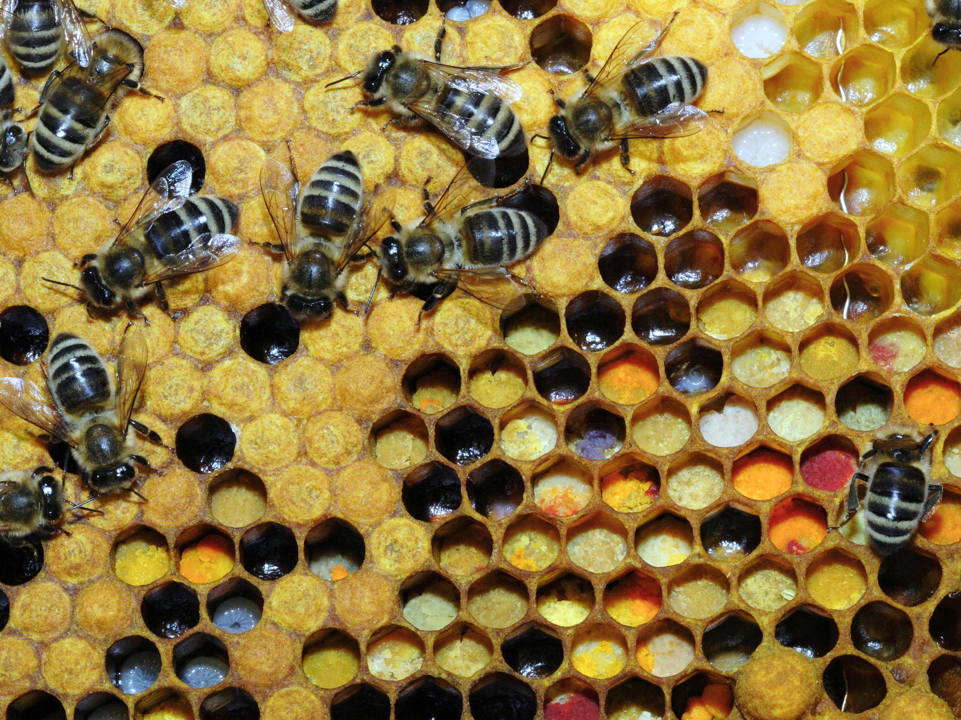 bee hive frame with bees adn lots of pollen