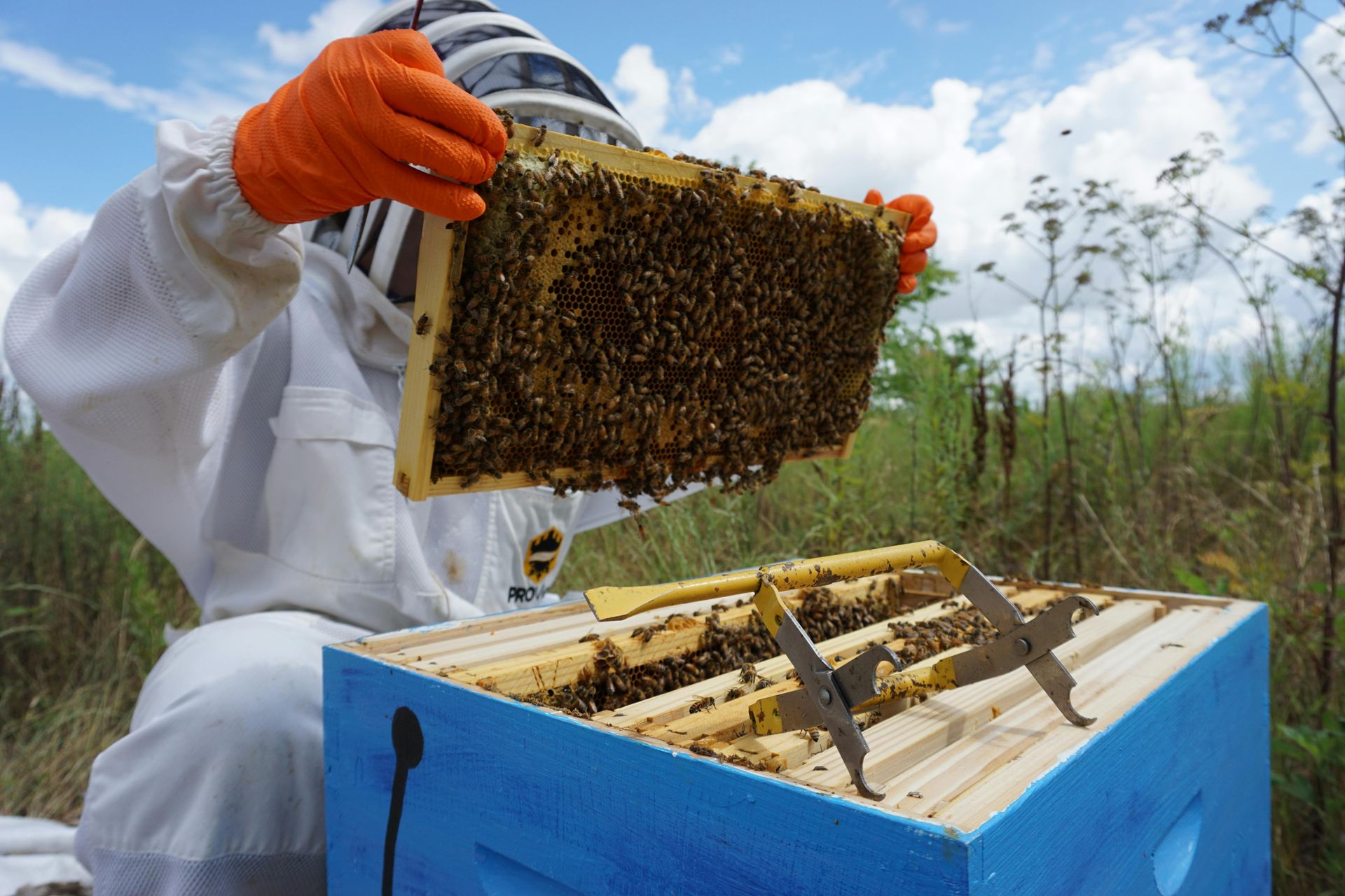 A beekeeper is holding a frame of bees over a beehive.