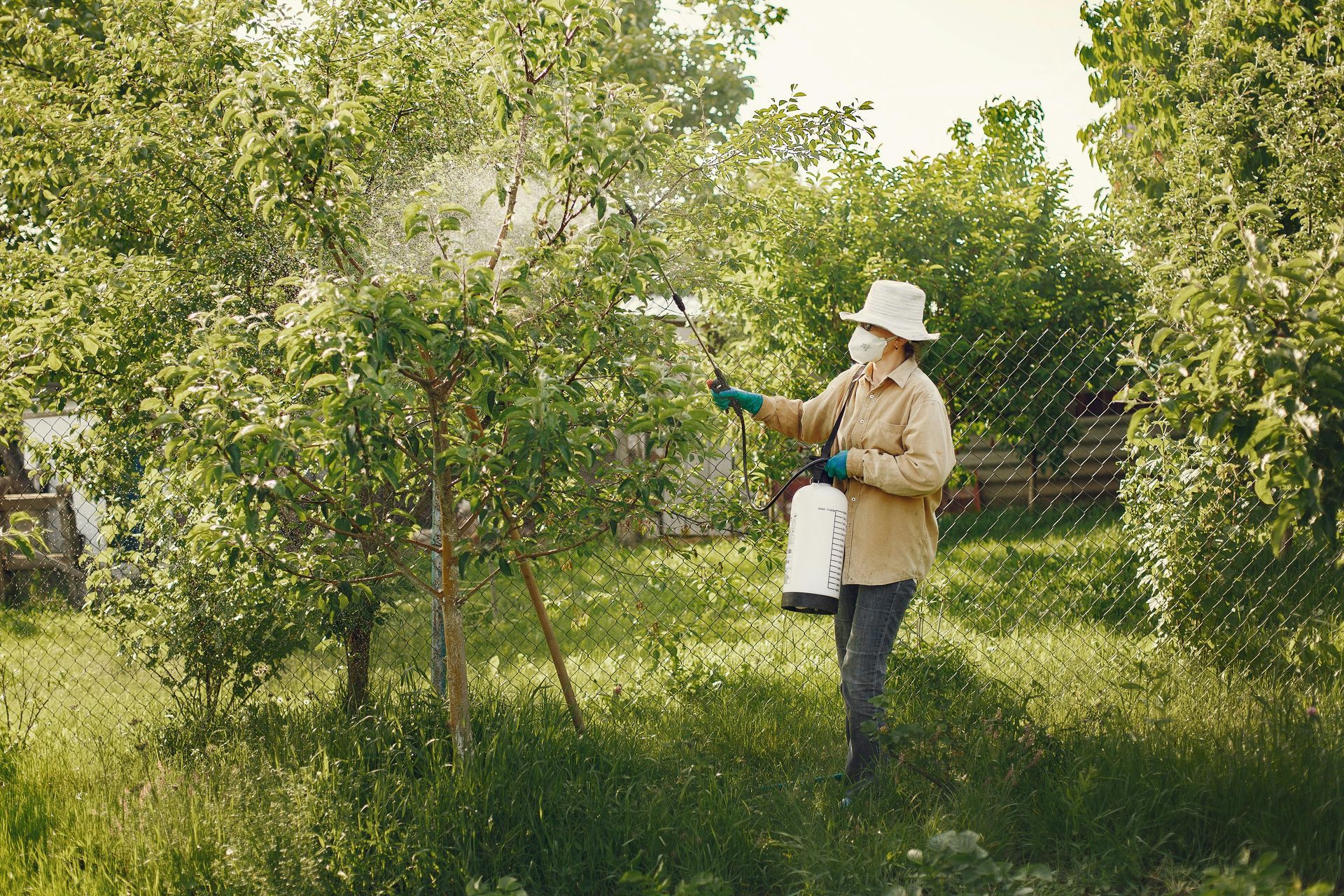 A person is spraying trees in an orchard with a sprayer.