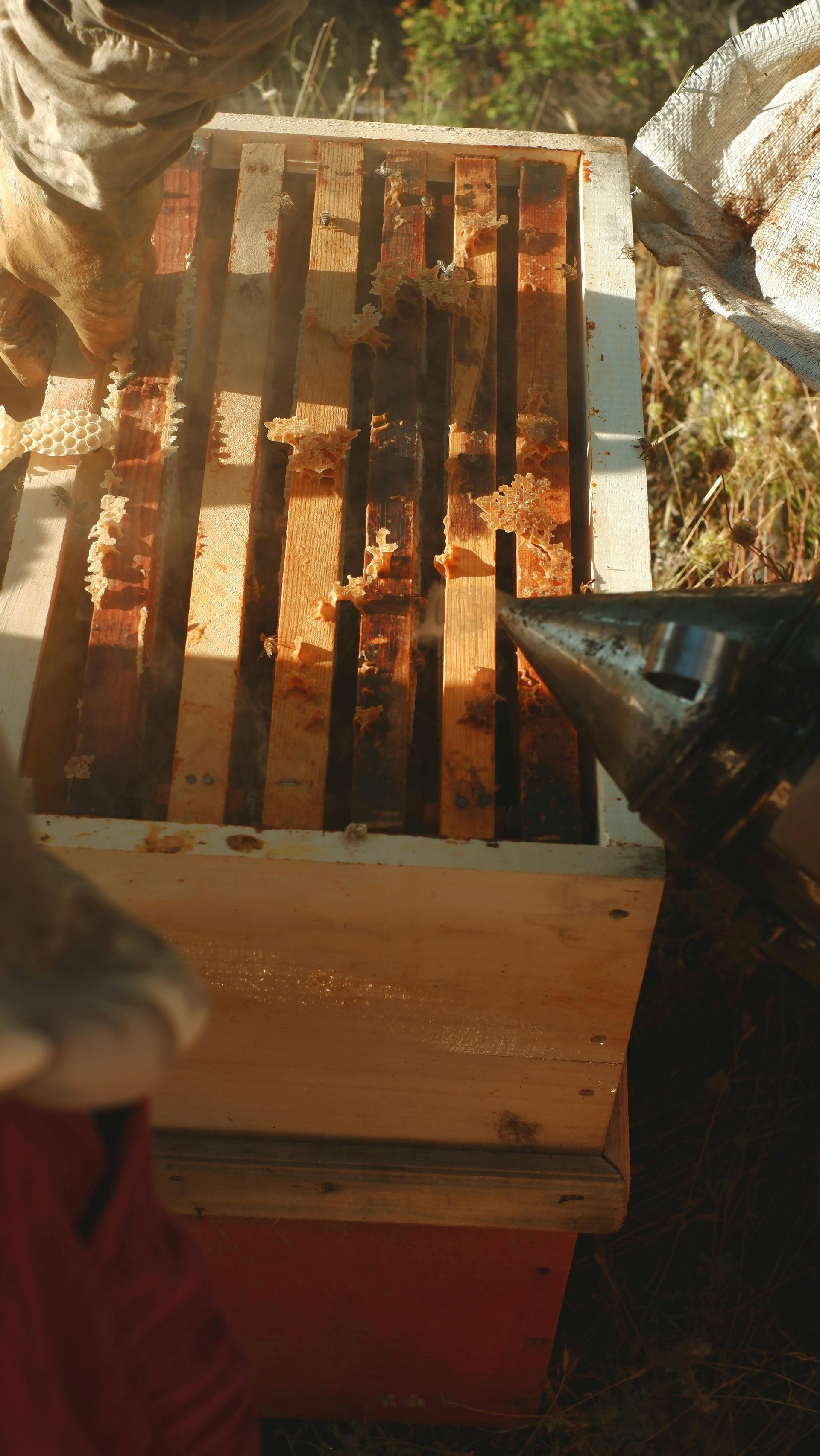 closeup of hive with frames and bees visible, smoker in scene
