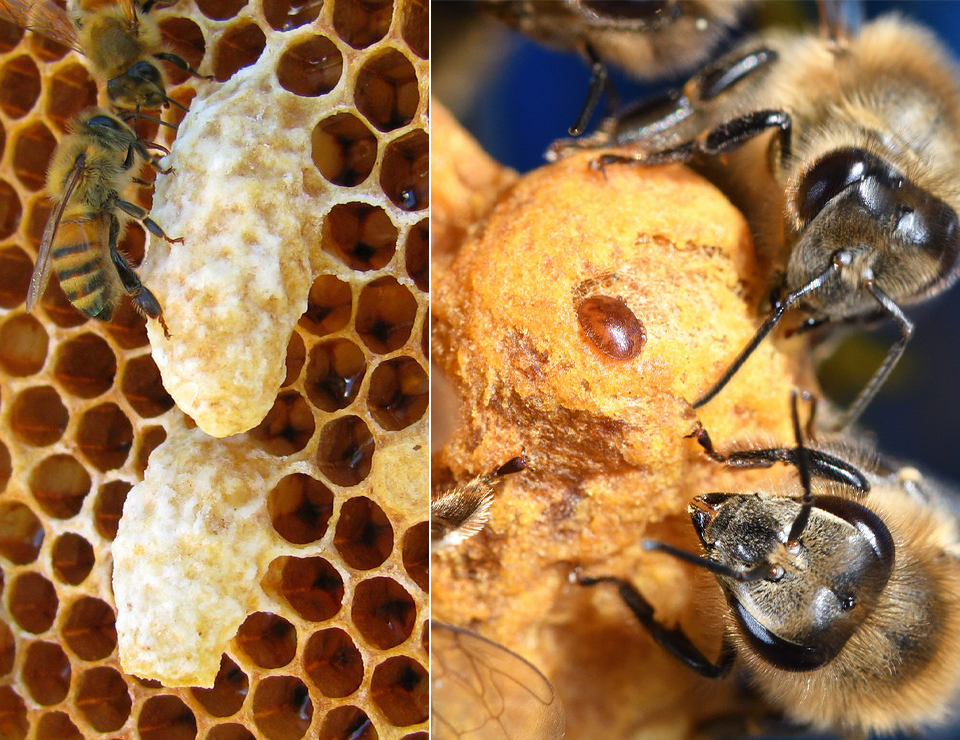 two adjacent images; one with queen cells one with varroa mite