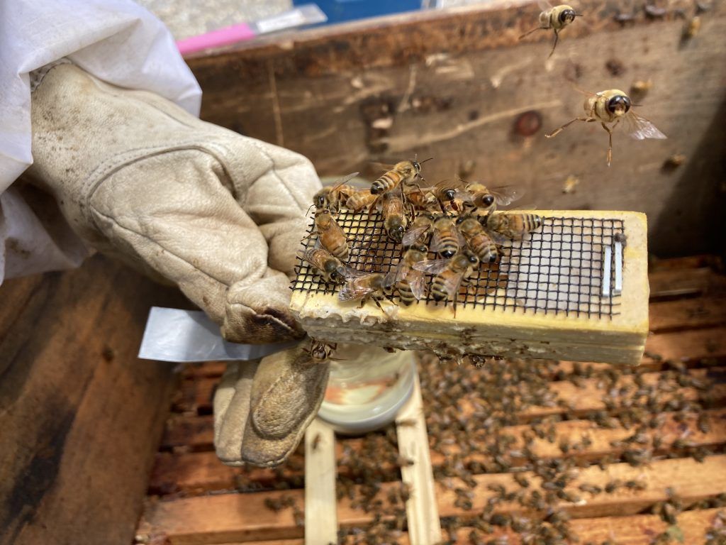A person is holding a screen with bees on it in a beehive.
