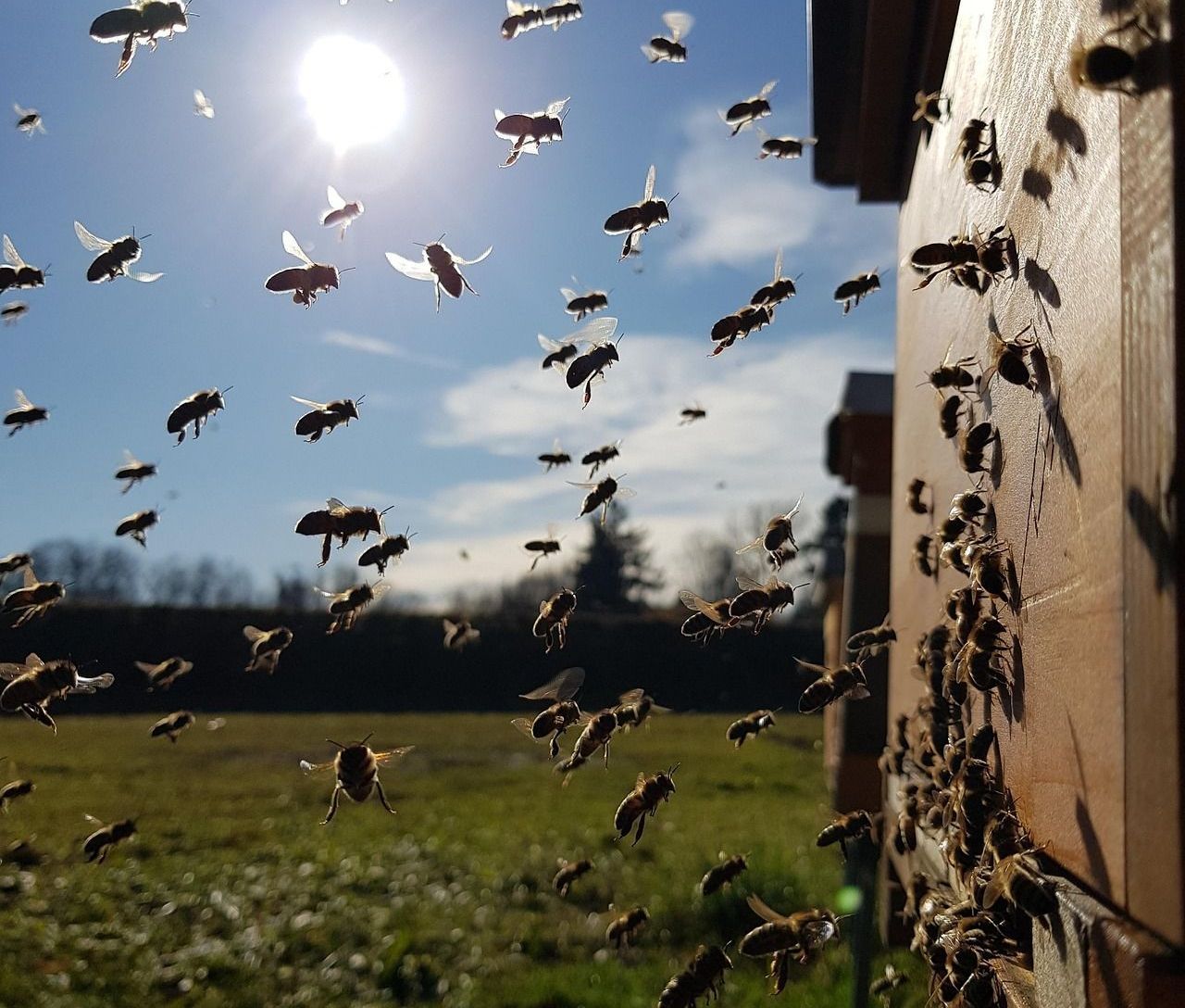 A bunch of bees are flying around a beehive
