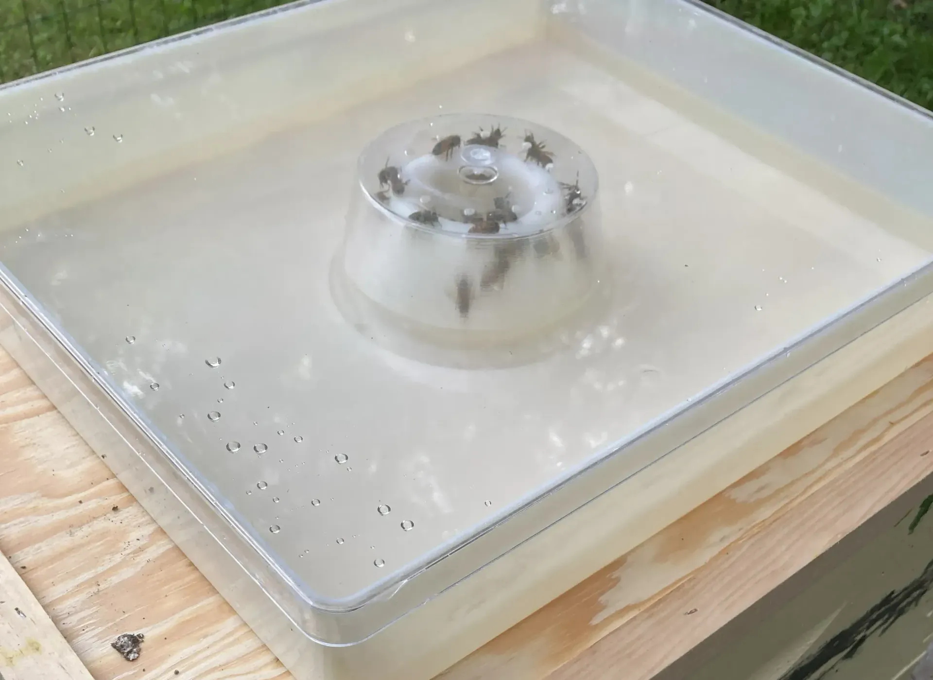 top feeder for beehive