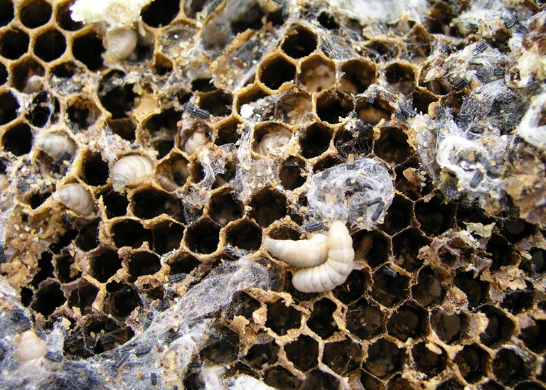 wax moth larva on frame