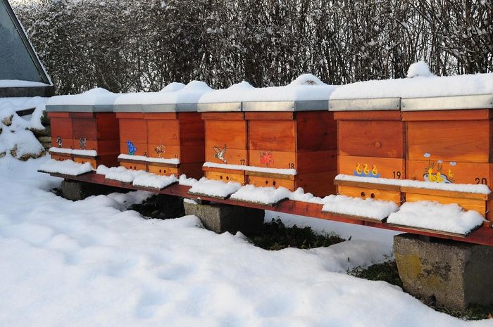 A row of beehives are covered in snow