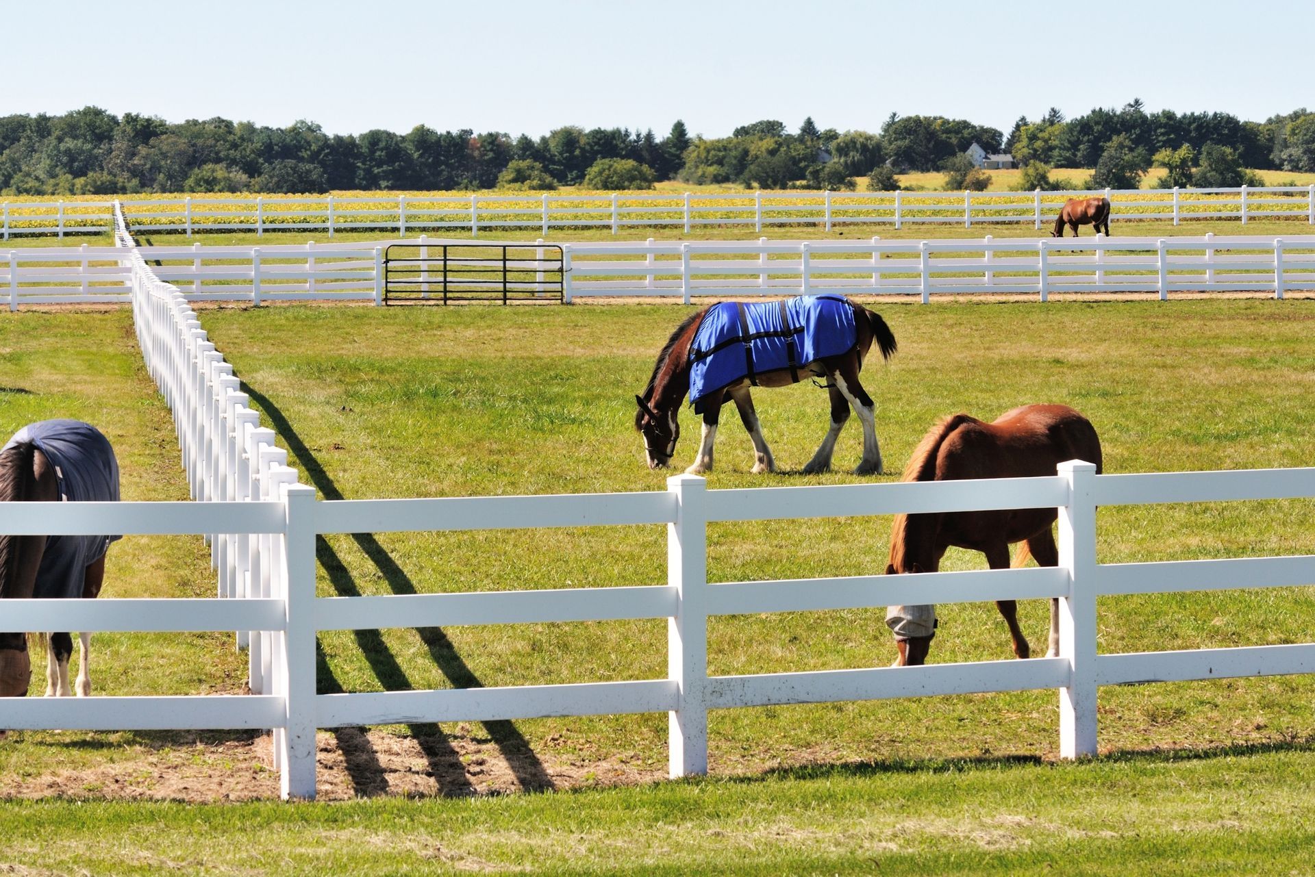Two horses grazing in a fenced pasture, one wearing a blue blanket.