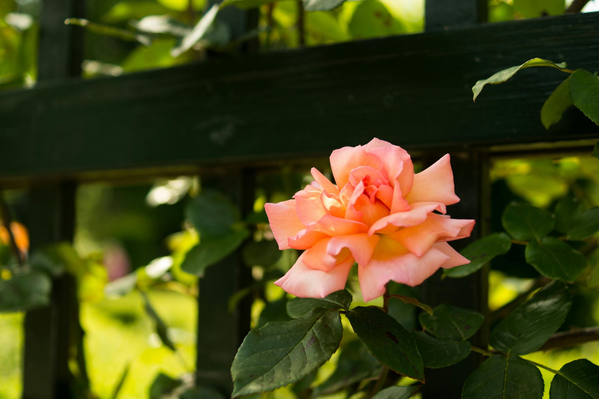 Pink rose blooming against a dark green fence in sunlight in Central PA