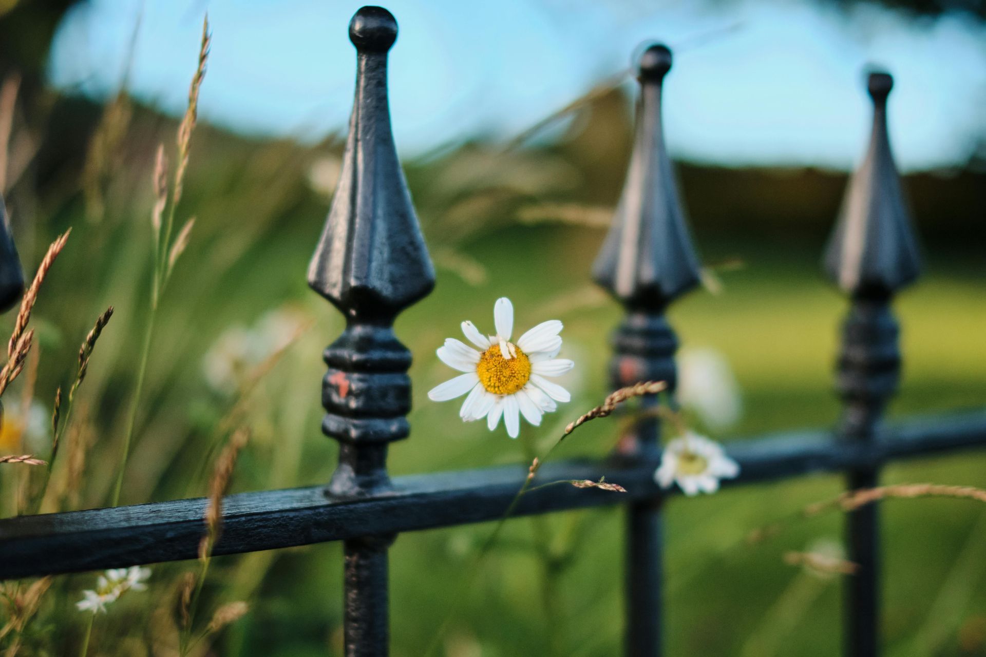 White daisy growing through a black iron fence with blurred greenery in the background