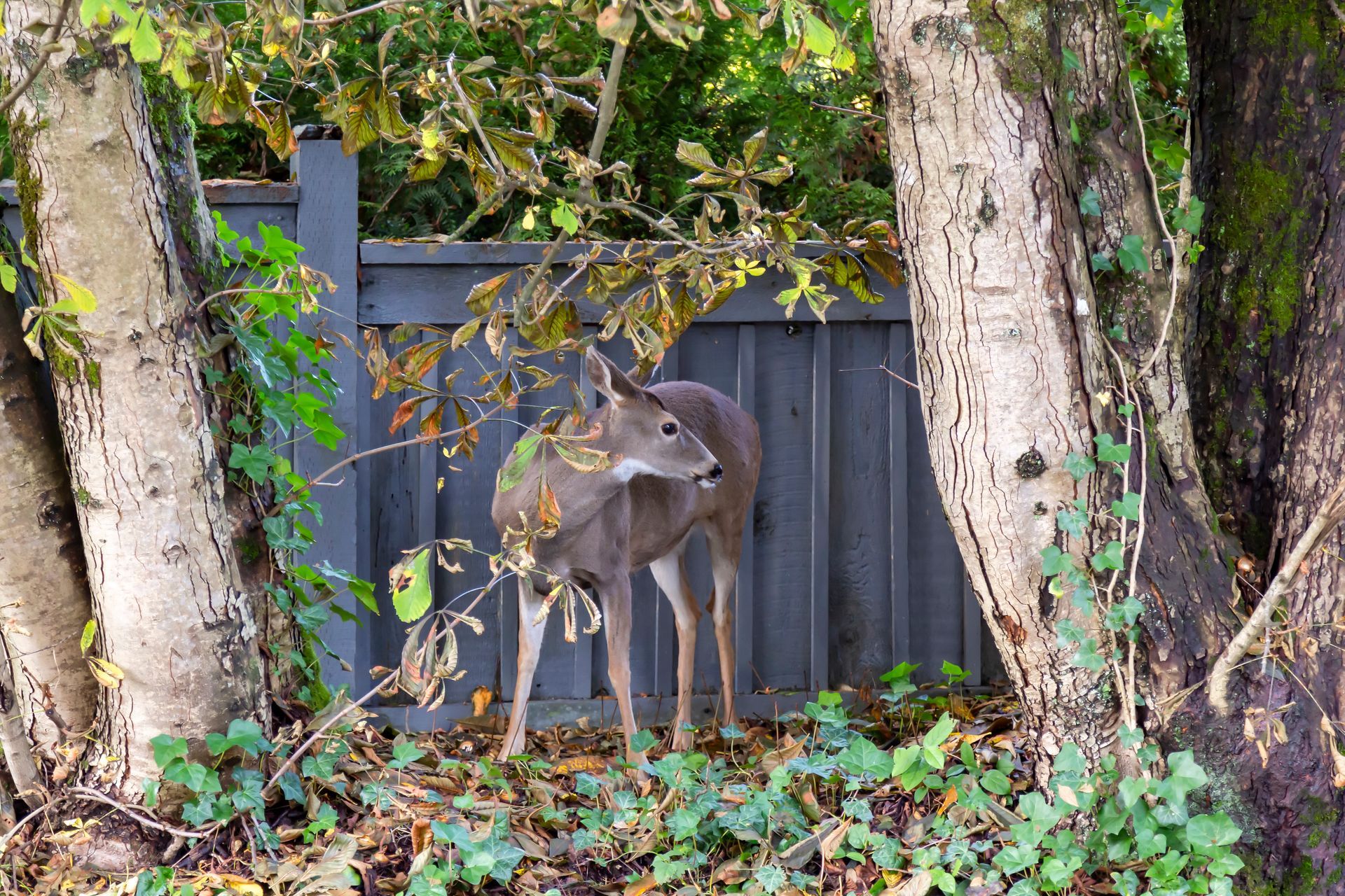 Perimeter fence in Aluminum Fence in Bellefonte
