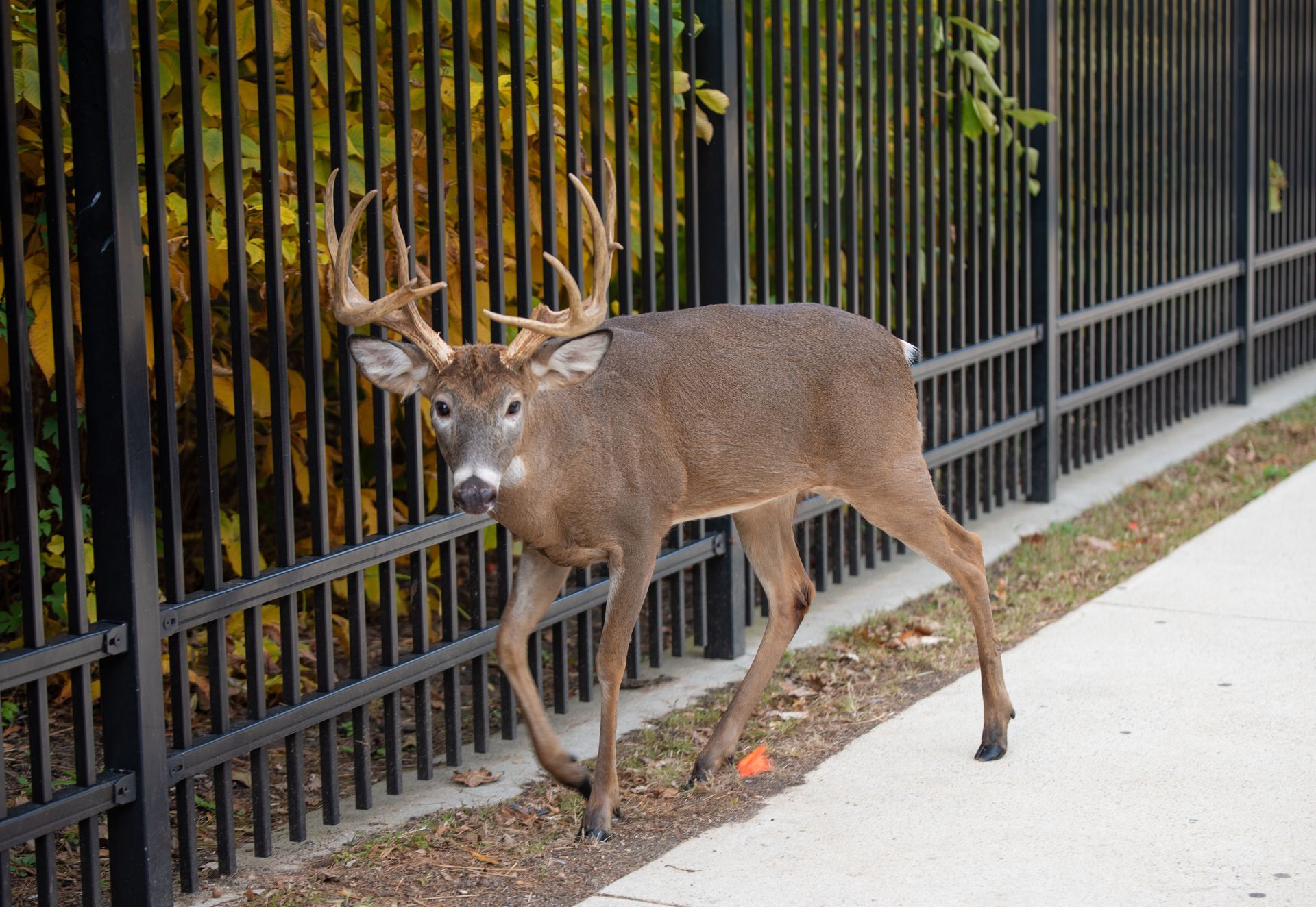 Deer walking beside a black metal fence along a sidewalk in Central PA, with greenery behind it.