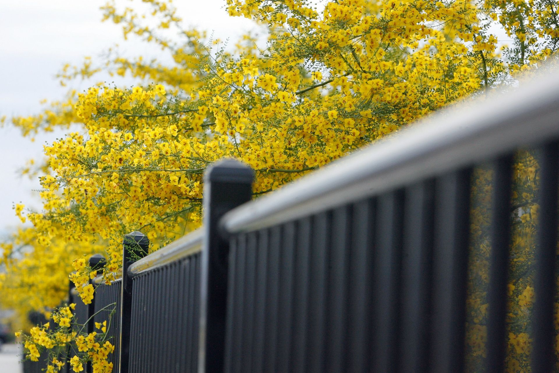Black fence with yellow flowering trees in the background under a bright sky in Central PA