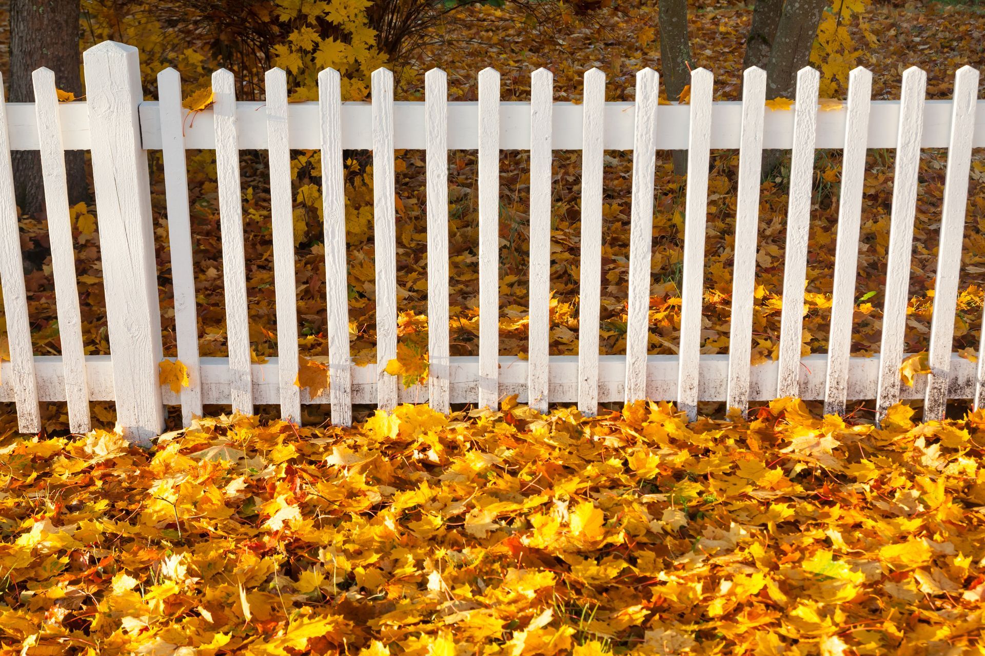 White picket fence behind a ground covered in bright yellow autumn leaves in Central PA.